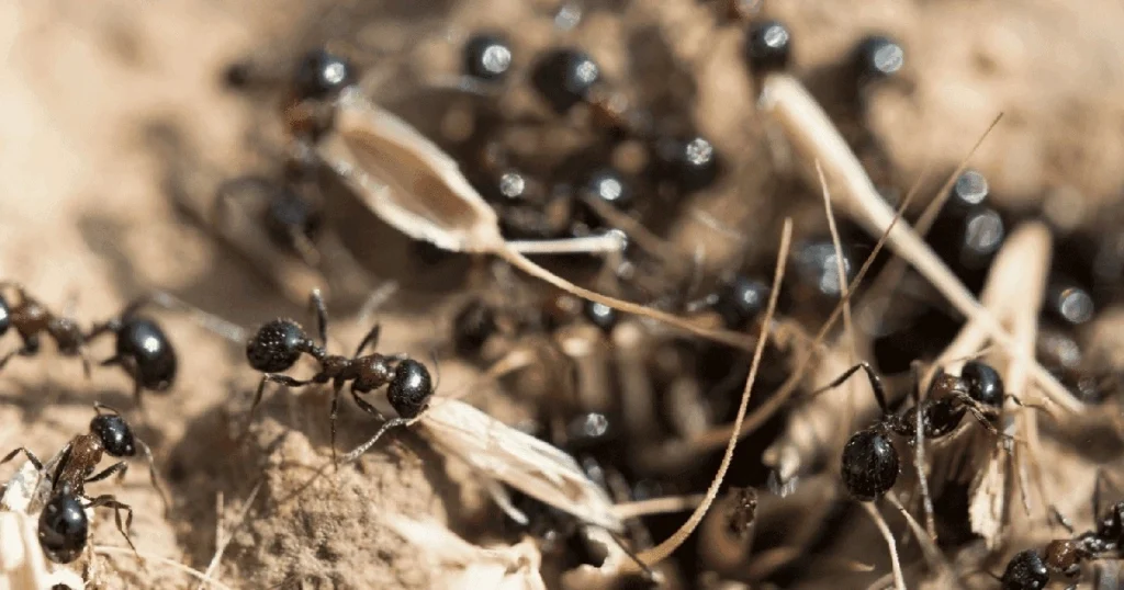 can black ants damage your home