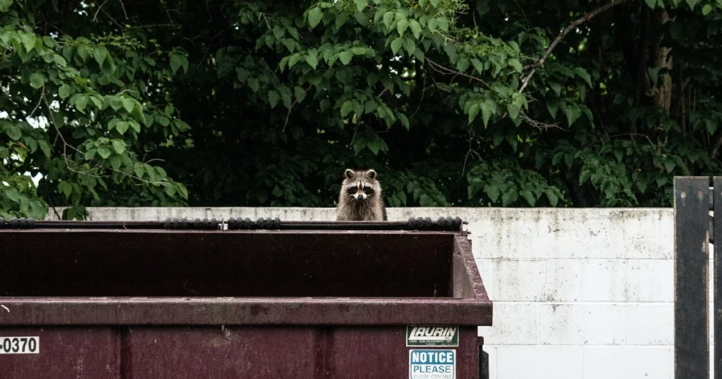 how do i get rid of raccoons in my attic