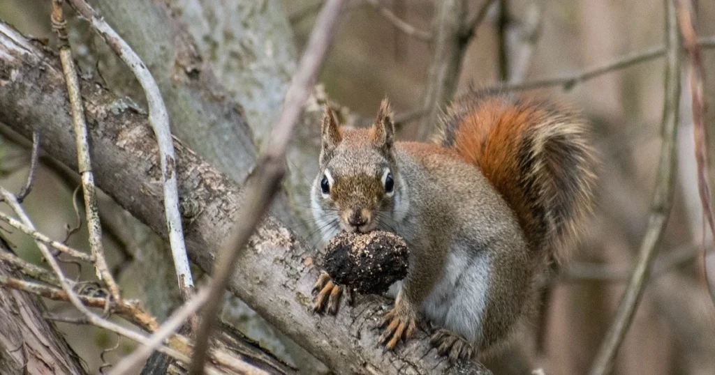 raw nuts for squirrels