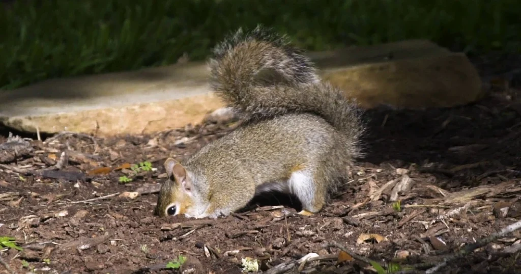 how to stop squirrels from digging up lawn