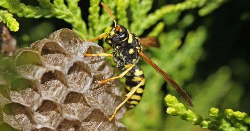 prevent wasps from building nest