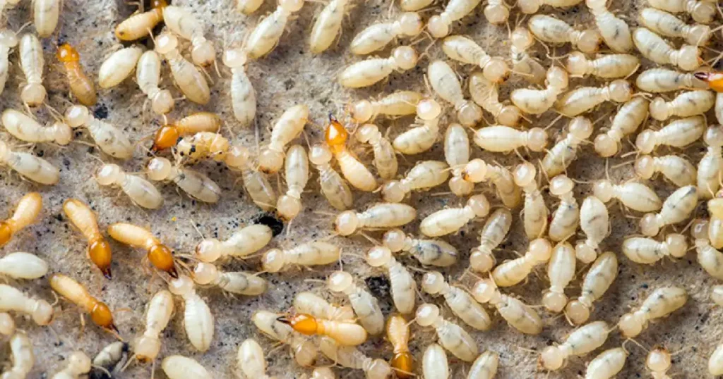 how to treat termites in bathroom