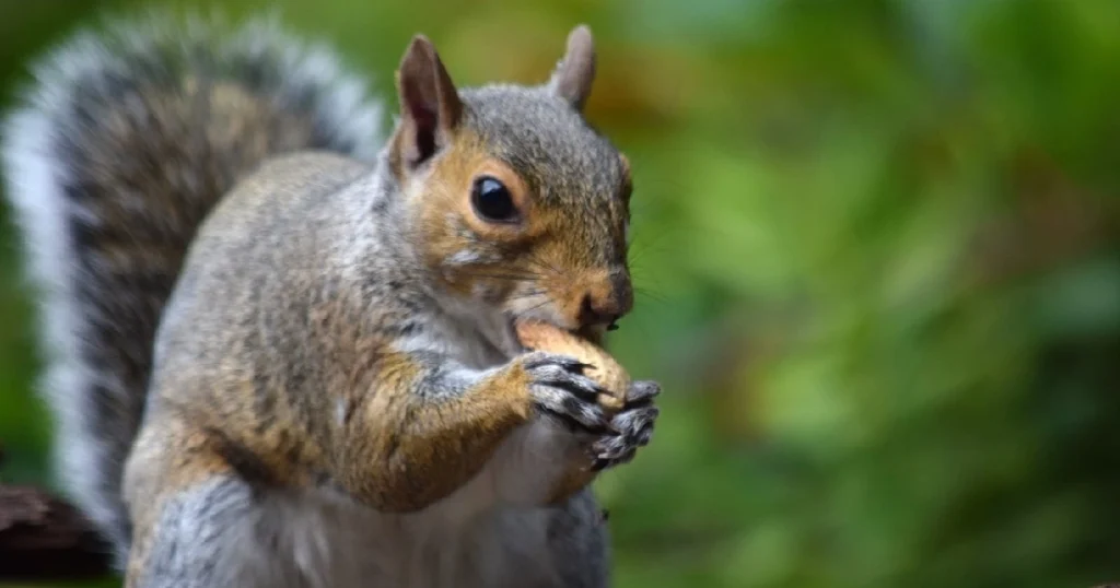 can squirrels eat honey roasted peanuts