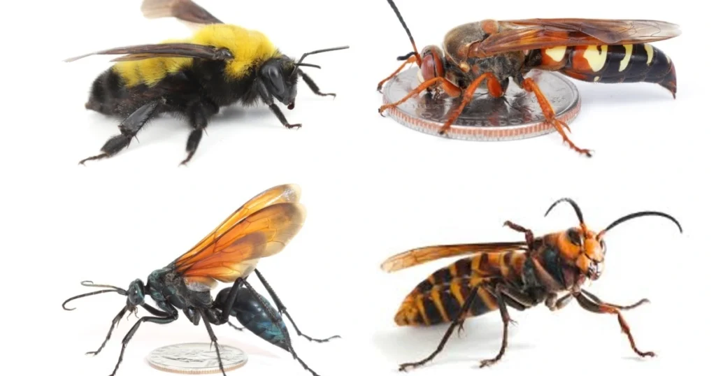 different wasp species