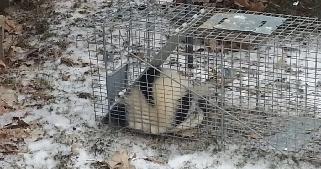 how to trap a skunk without it spraying
