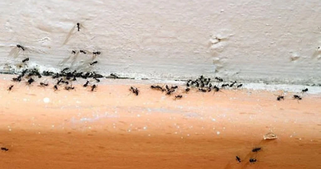 ants in bedroom