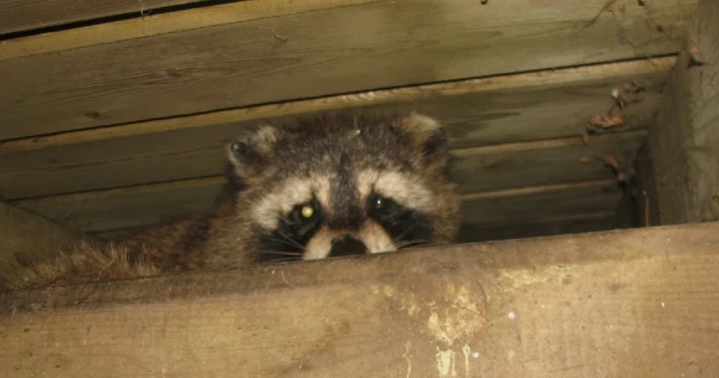how to keep raccoons out of your attic