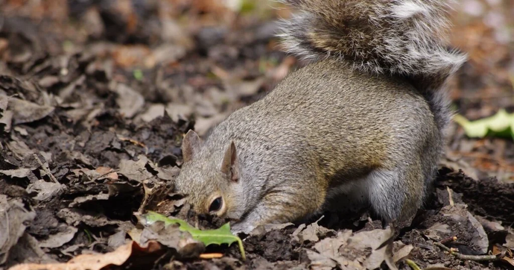 squirrels keep digging holes in my yard