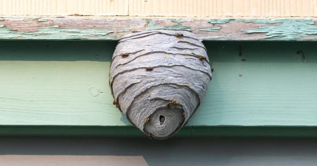 wasp nest prevention