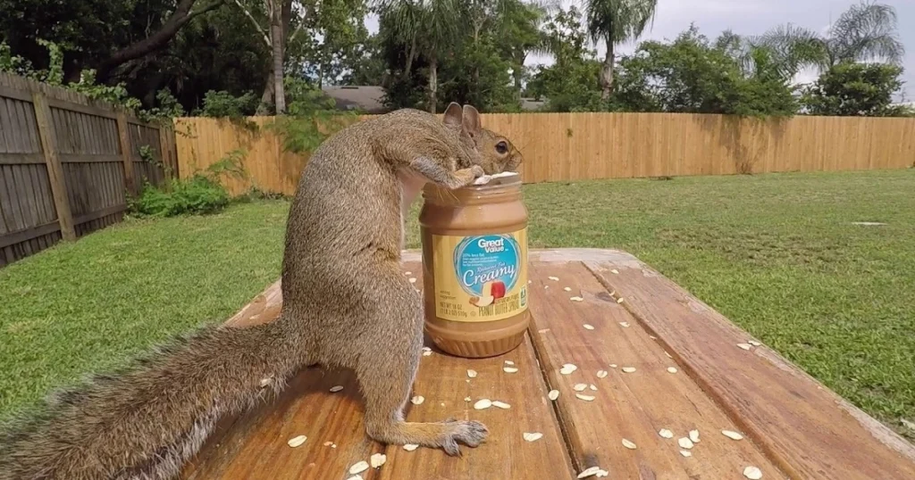 does squirrels like peanut butter