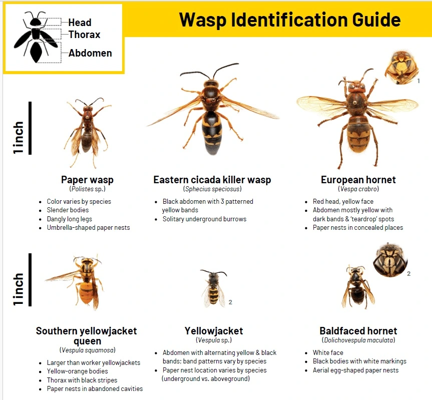 different types of wasps and hornets