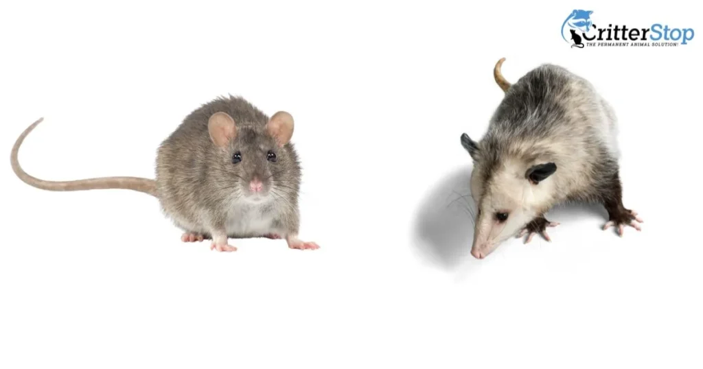 1 rat opossum1