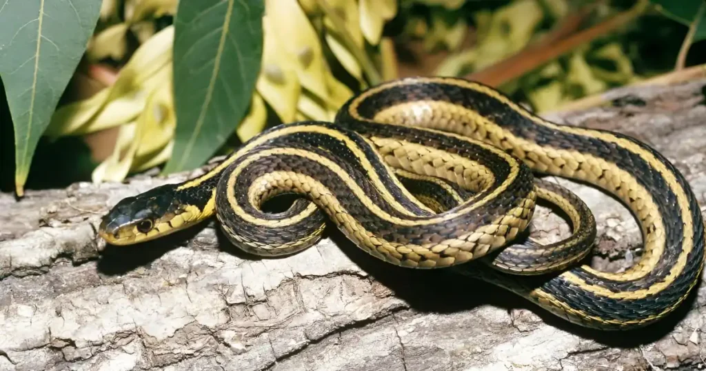 10 facts about snakes, interesting facts about snakes