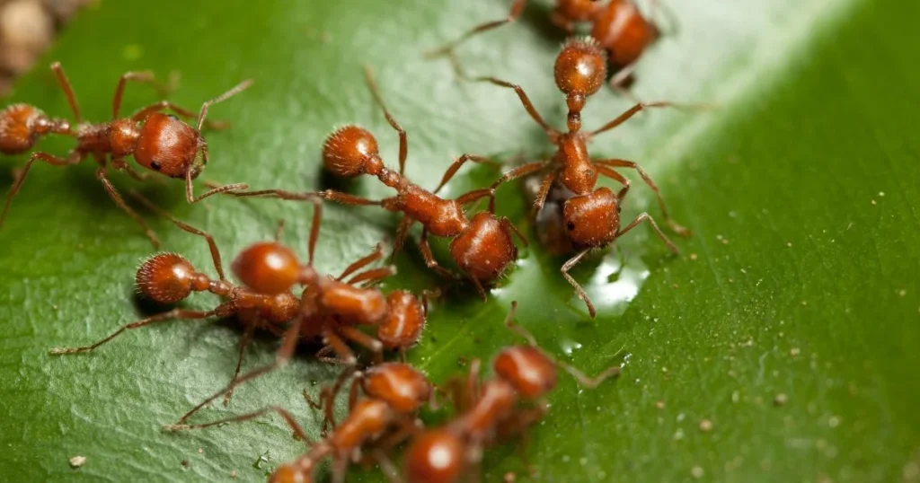 are ants herbivores