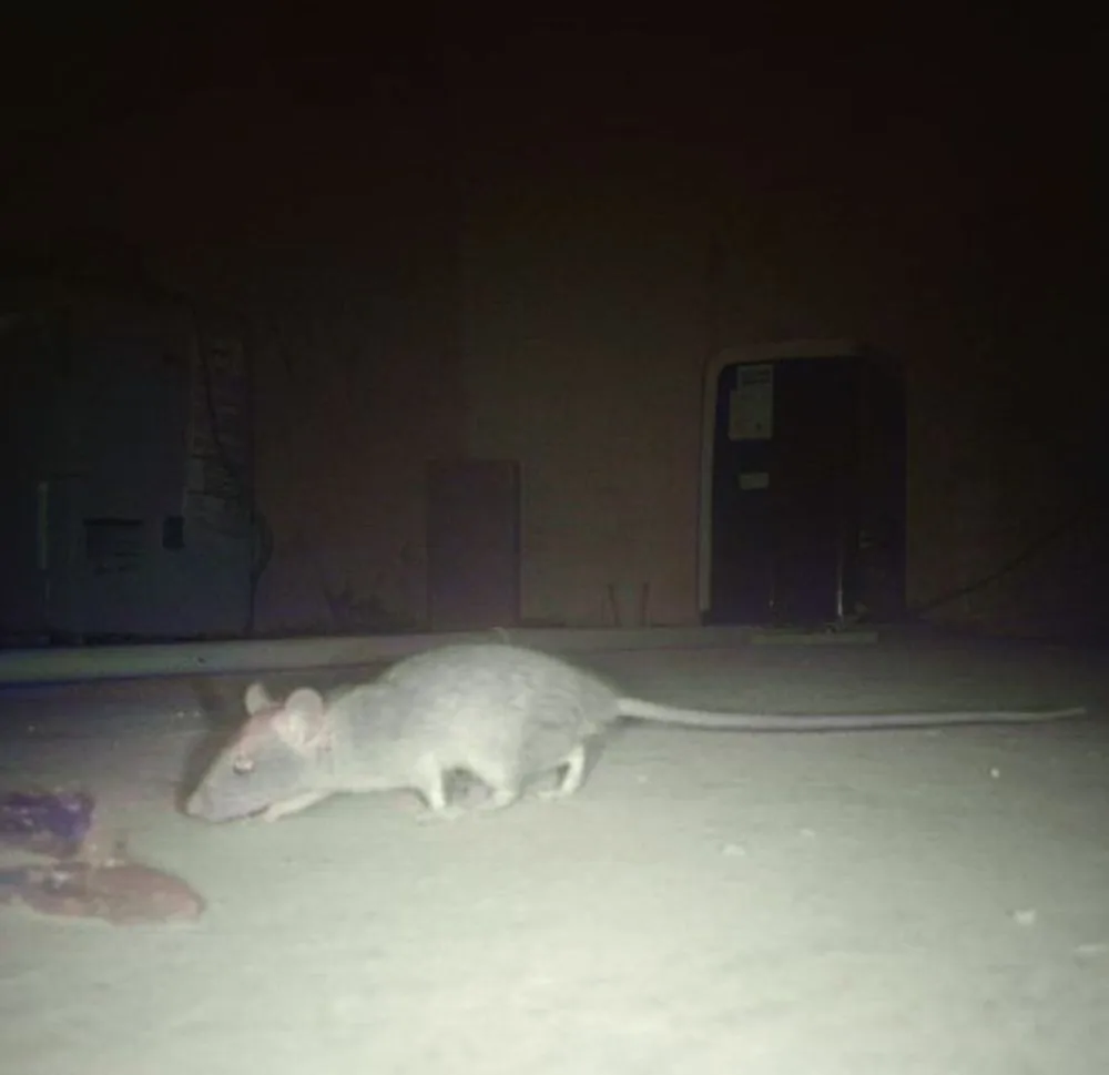 Baby Rat vs Mouse: All You Need To Know