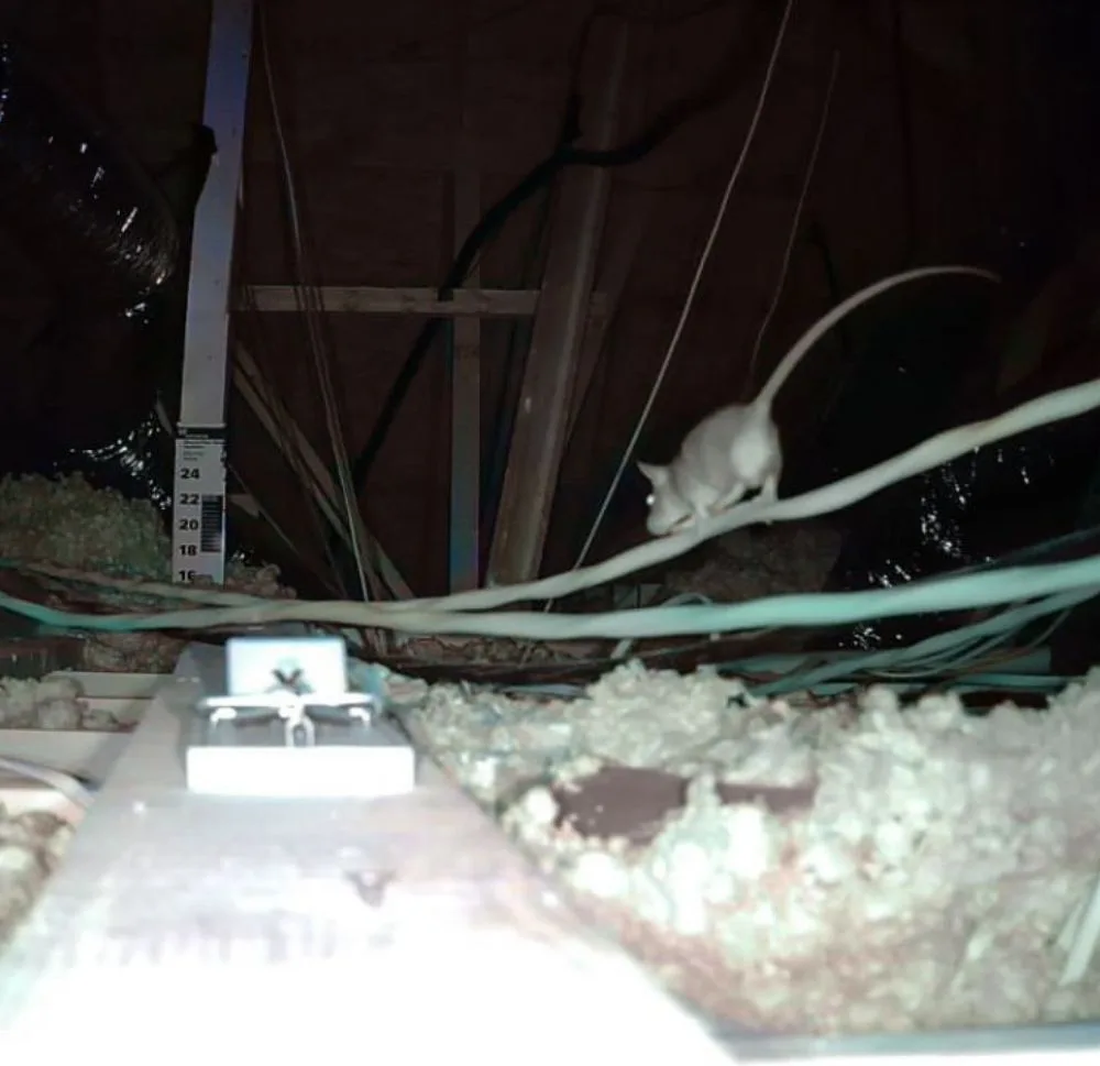 Baby Rat vs Mouse: All You Need To Know