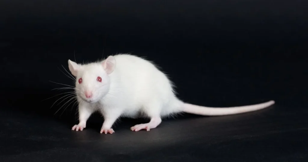 Albino Rat