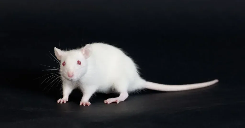 The Comprehensive Guide To Rat Species Albino Rat And More