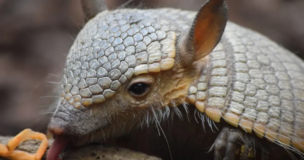 Armadillo Facts and Myths