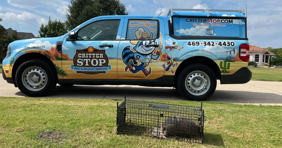 Armadillo Holes: Causes, Prevention, and Repair