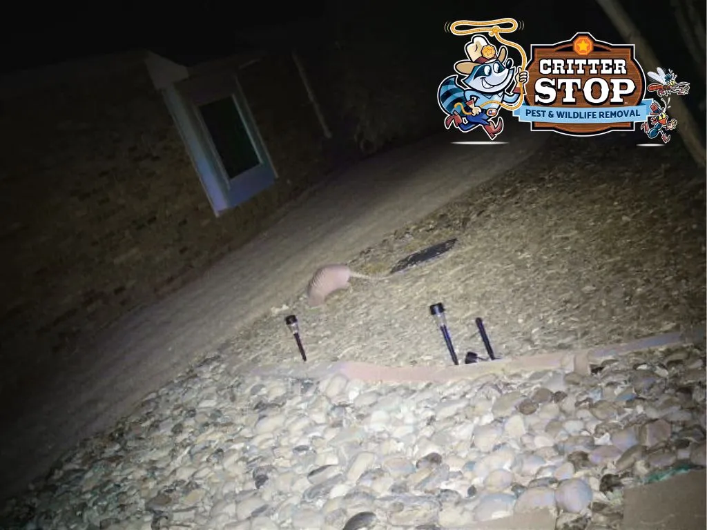 Armadillo Holes: Causes, Prevention, and Repair Armadillo Holes: Causes, Prevention, and Repair