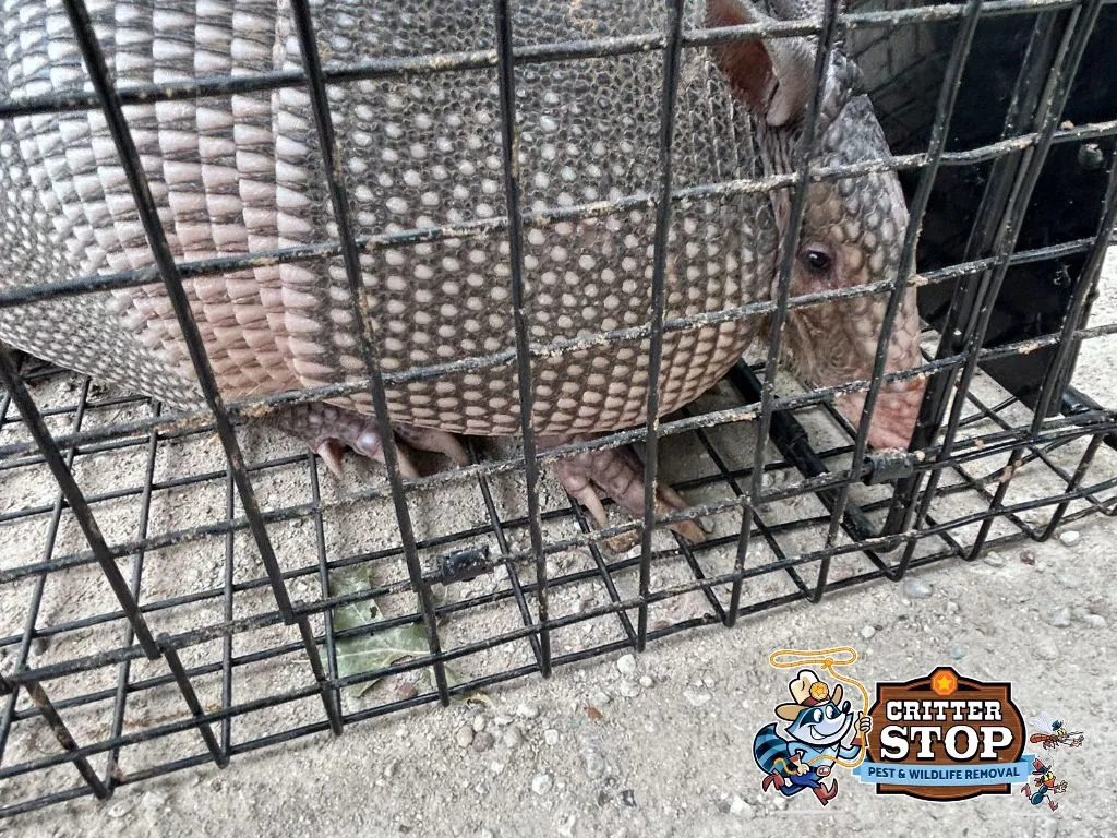 Armadillo Holes: Causes, Prevention, and Repair Armadillo Holes: Causes, Prevention, and Repair