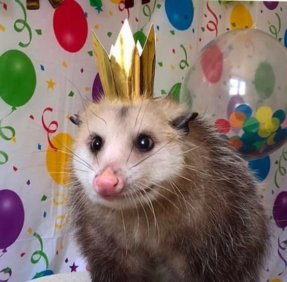 Birth day Opossum