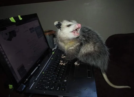CM opossum