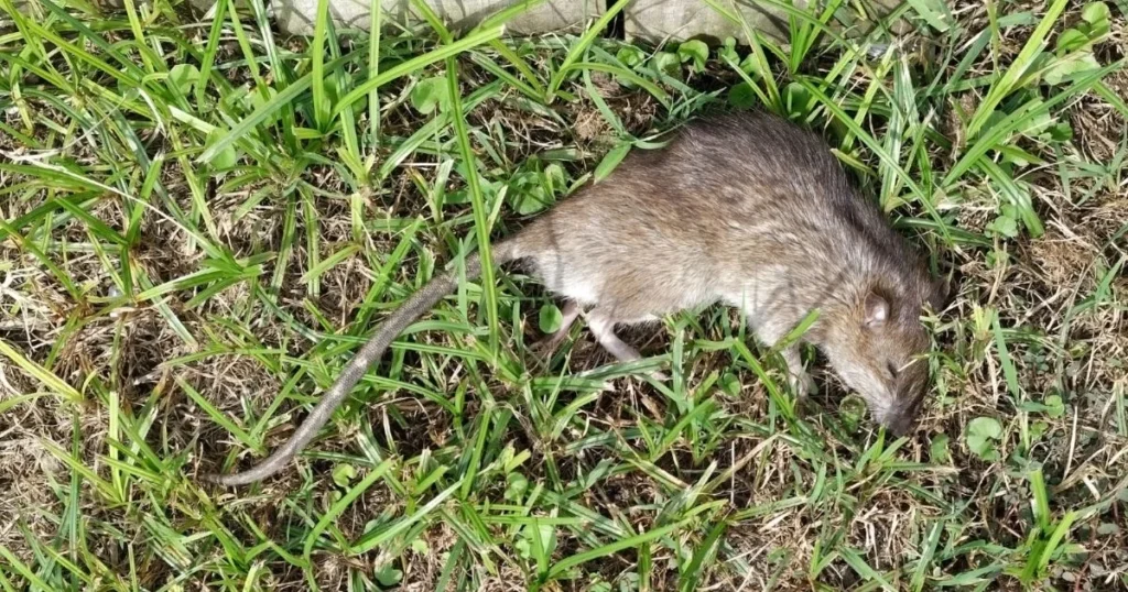 Dead rodent in the grass