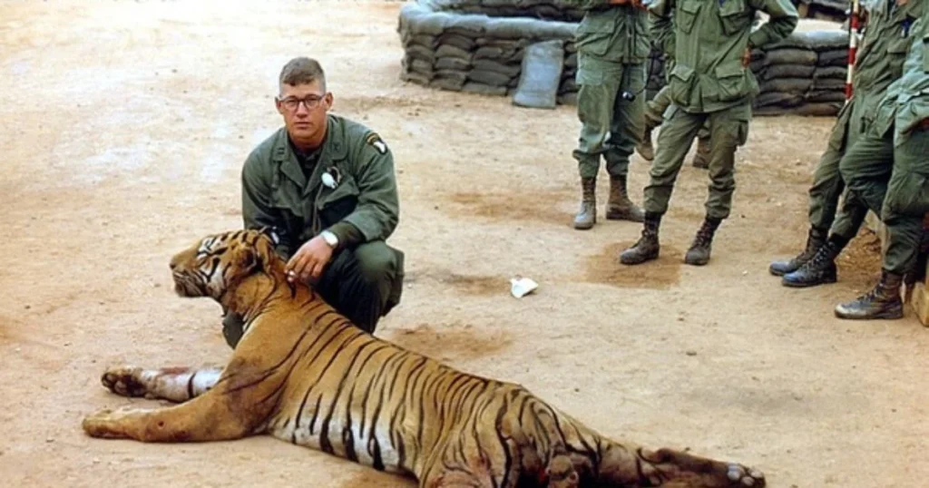 Conservation Efforts and the Decline of Tiger Populations Post War