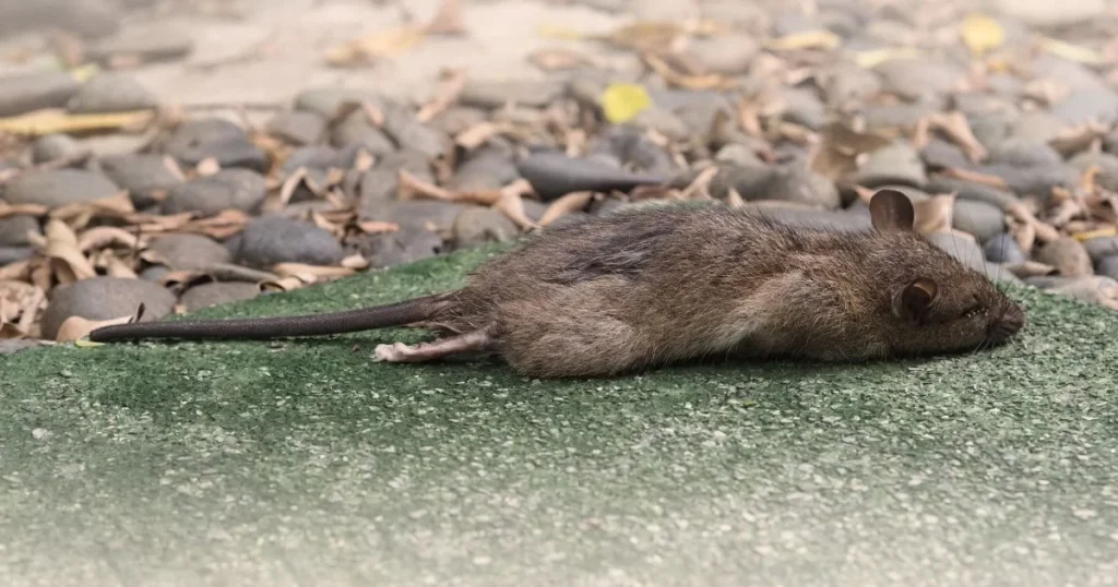 How much to remove a dead rat