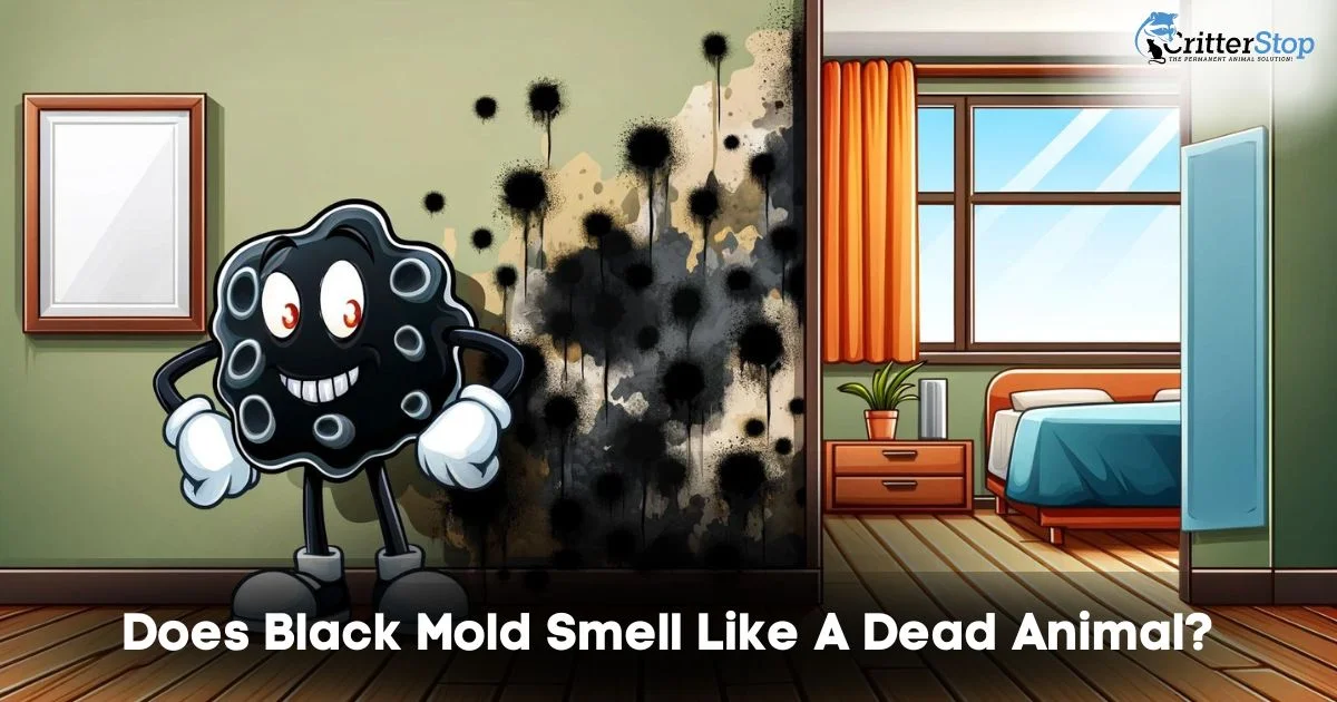 Does Black Mold Smell Like A Dead Animal
