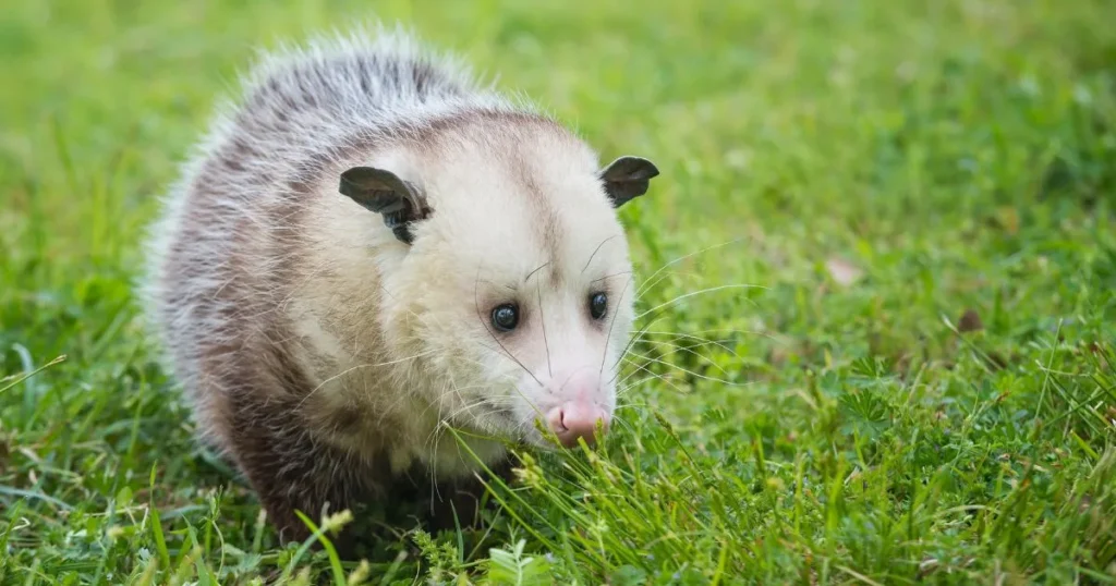 Environmental Factors Affecting Opossum Behavior