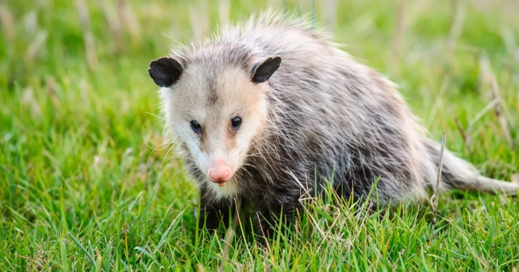 opossum out during day