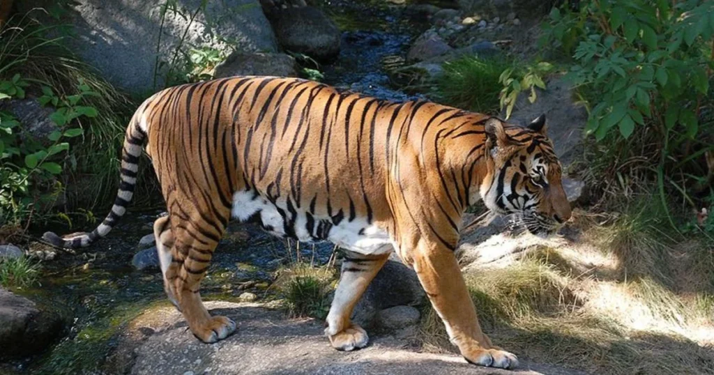 Indochinese Tigers Majestic Predators In Vietnam