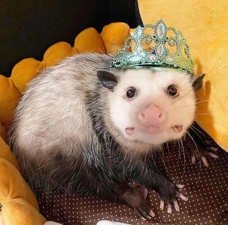 Miss Opossum 2024