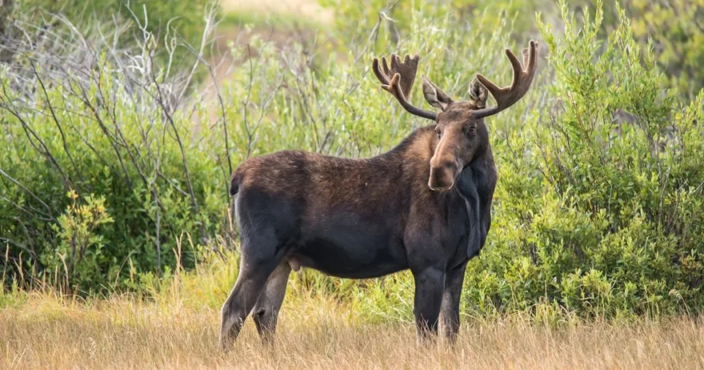 Moose Behavior