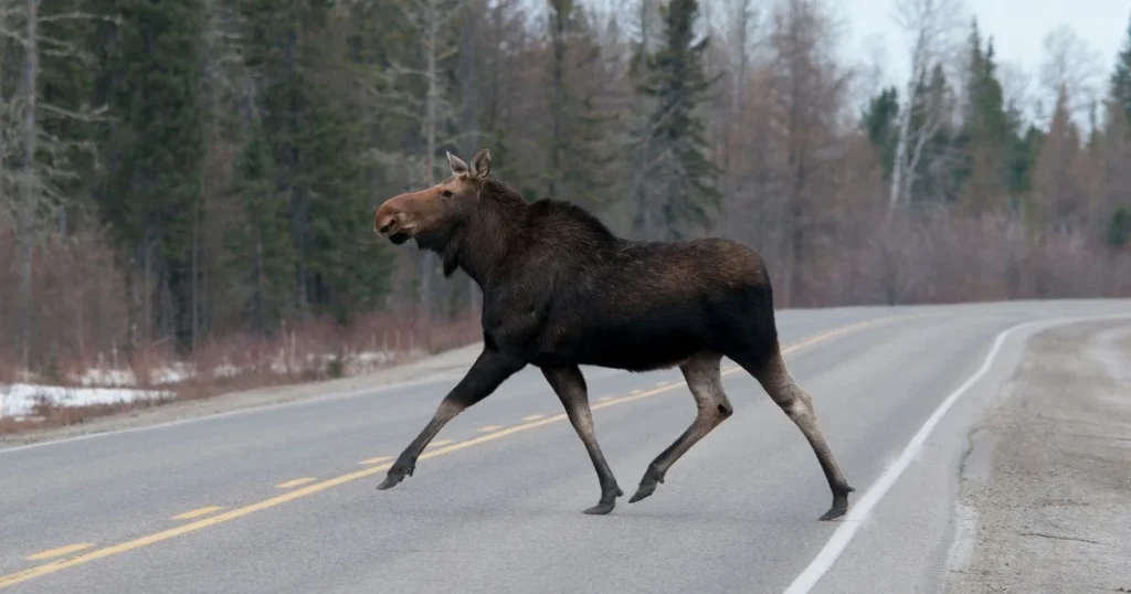 Moose Habitats and Human Encounters