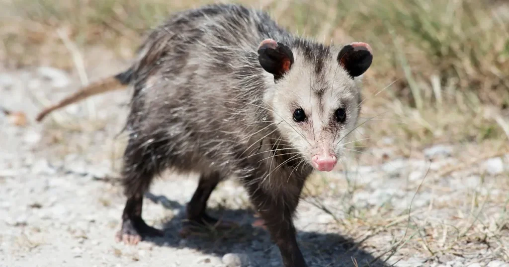 Opossum Behavior and Activity Patterns