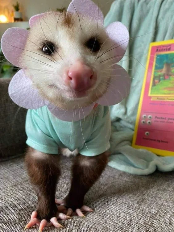 Opossum as a flower