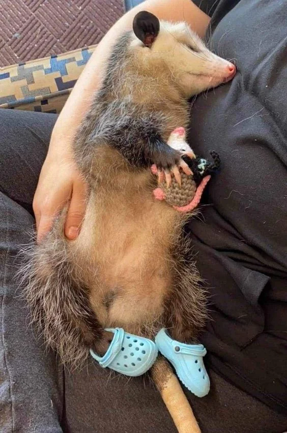 Opossum sleeping with corcs