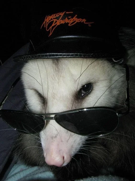 Opossum with swag