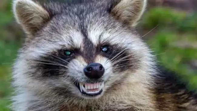 Raccoon attacking humans