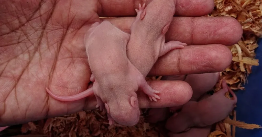 nutritional requirements of baby rats and mice