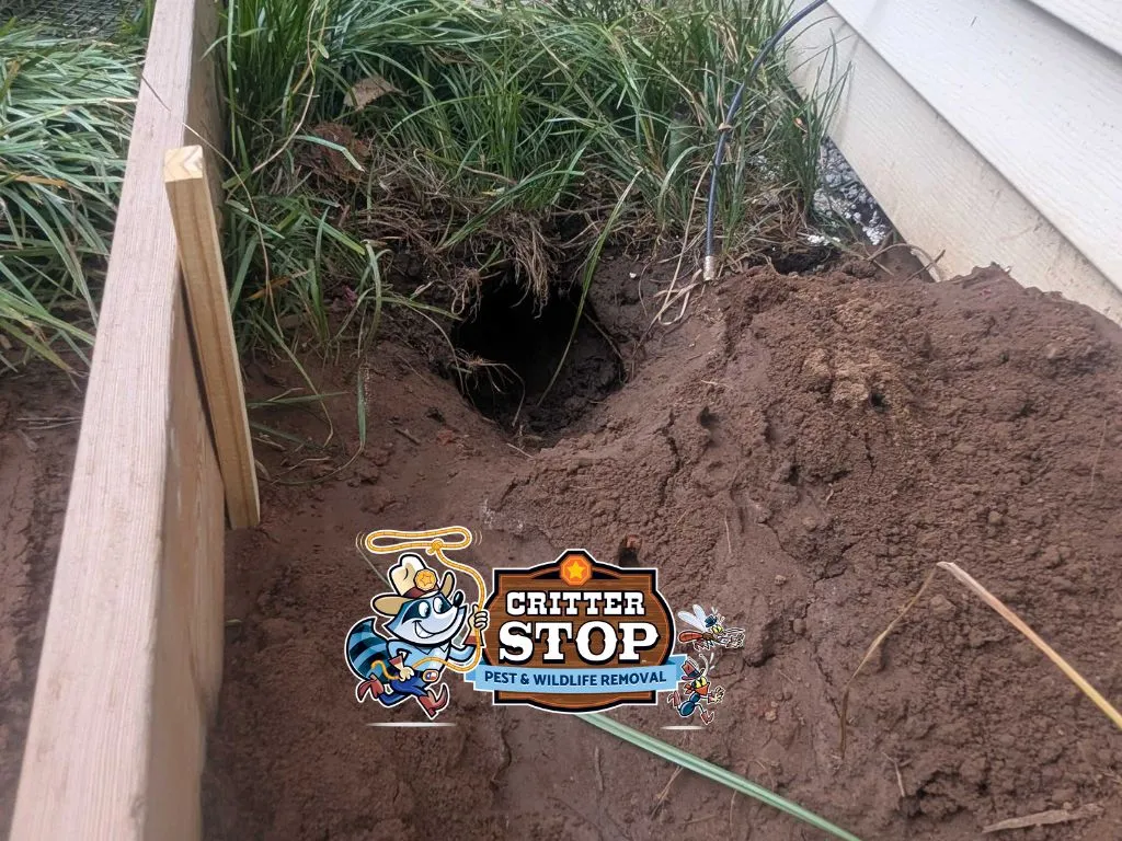 Armadillo Holes: Causes, Prevention, and Repair Armadillo Holes: Causes, Prevention, and Repair