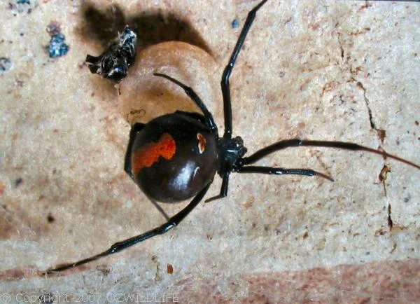 Redback Spider (Latrodectus hasseltii)