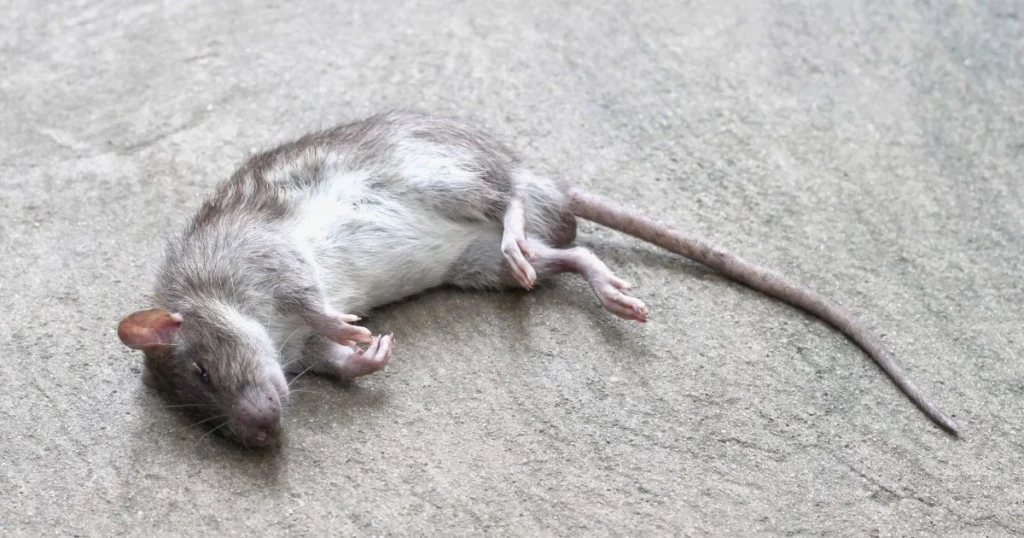 Dead rat removal process