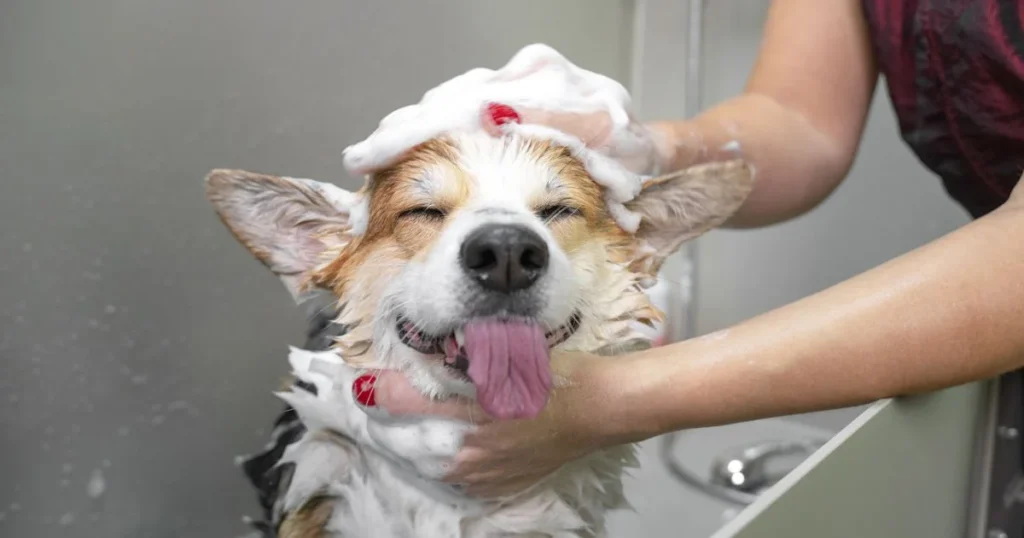 Bath your dog after skunk