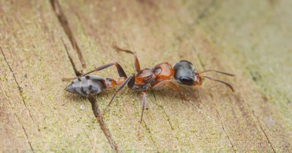 Texas Ant (Pseudomyrmex gracilis)