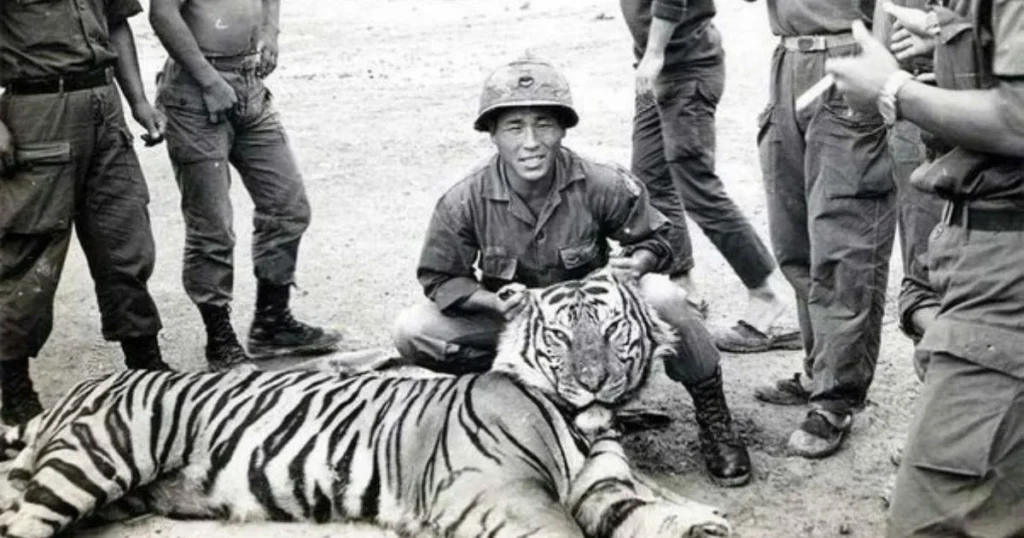 The Reality of Tiger Attack In Vietnam War